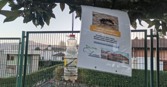 Liztor Asiatikoaren tranpaketak