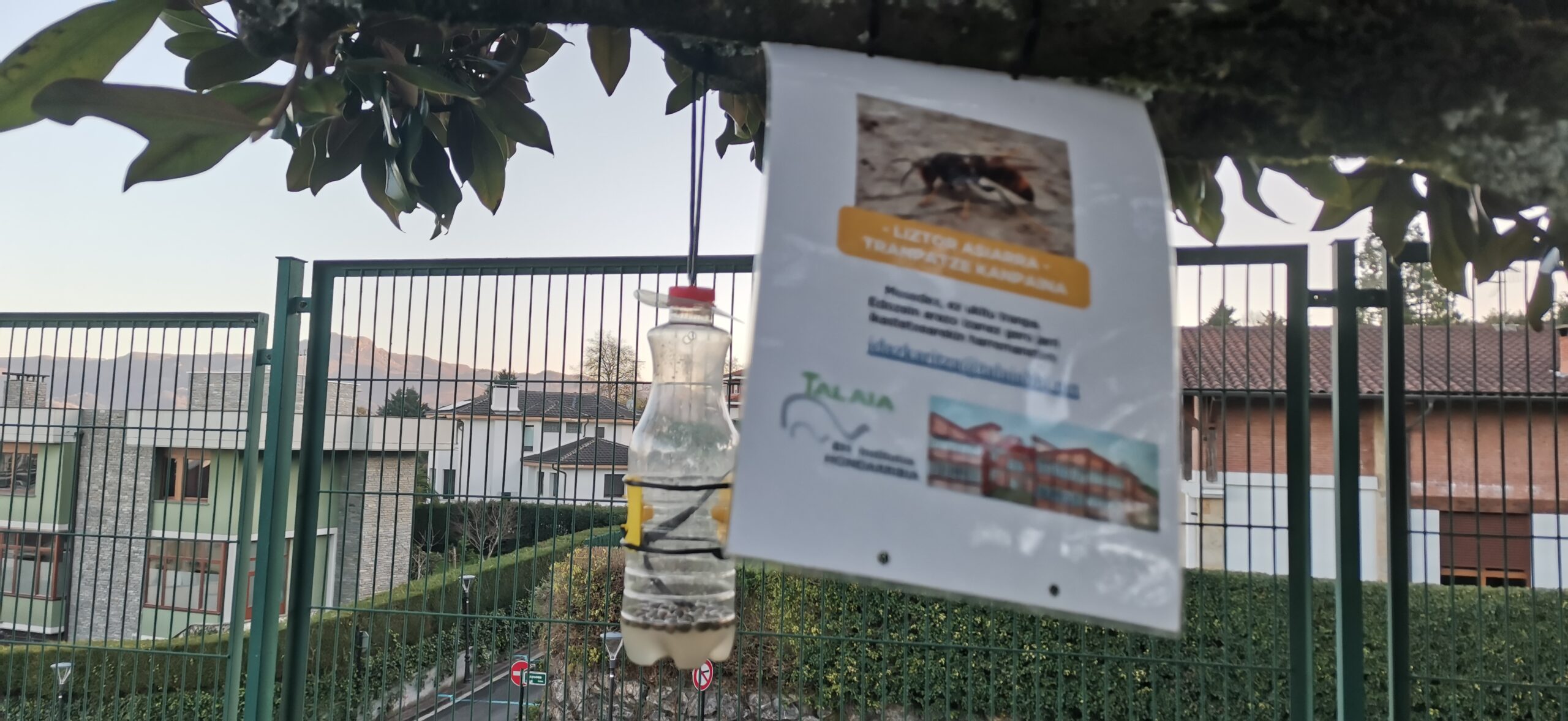 Liztor Asiatikoaren tranpaketak